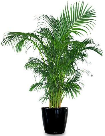 areca palm plant