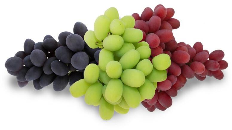 Organic fresh grapes, Shelf Life : 7-10days