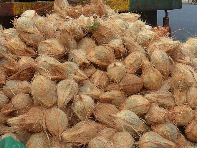 Organic Brown Coconut, Packaging Type : Plastic bags, Net bags