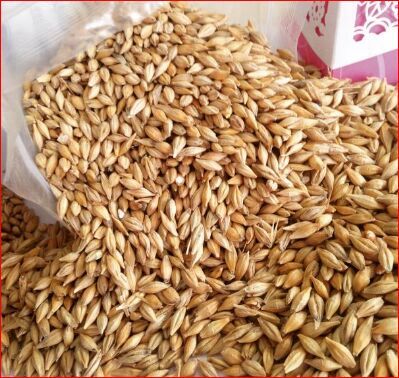 Feed Barley