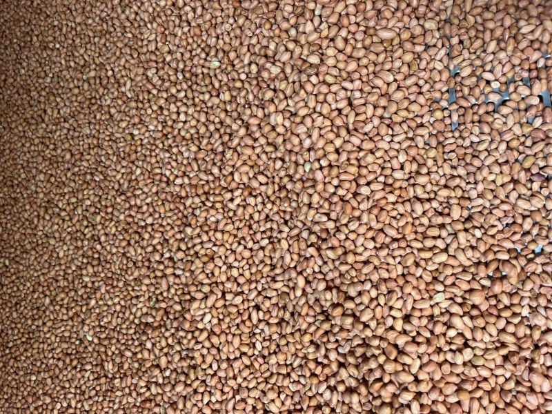 1month peanut, Packaging Size : 50 Kg
