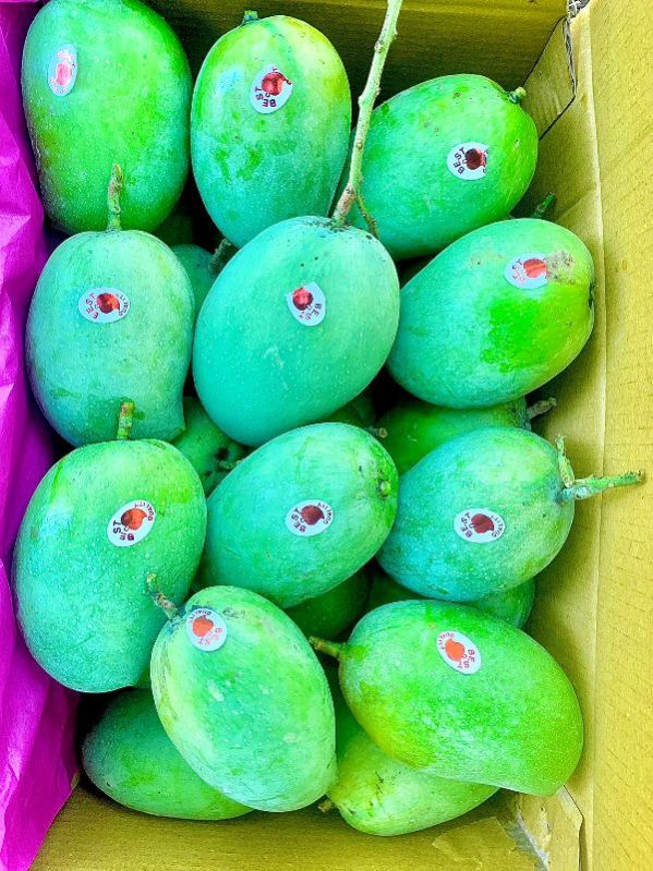 Common kesar mango, Variety : Alphonso