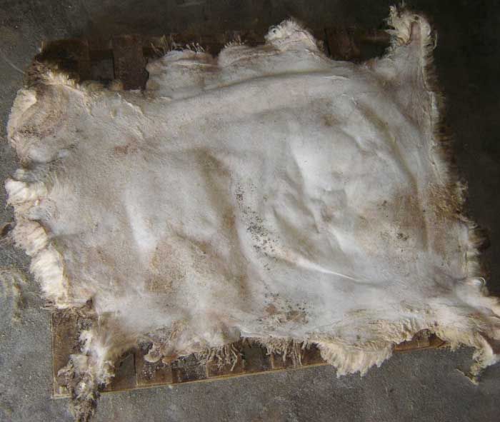 Salted Sheep Hides