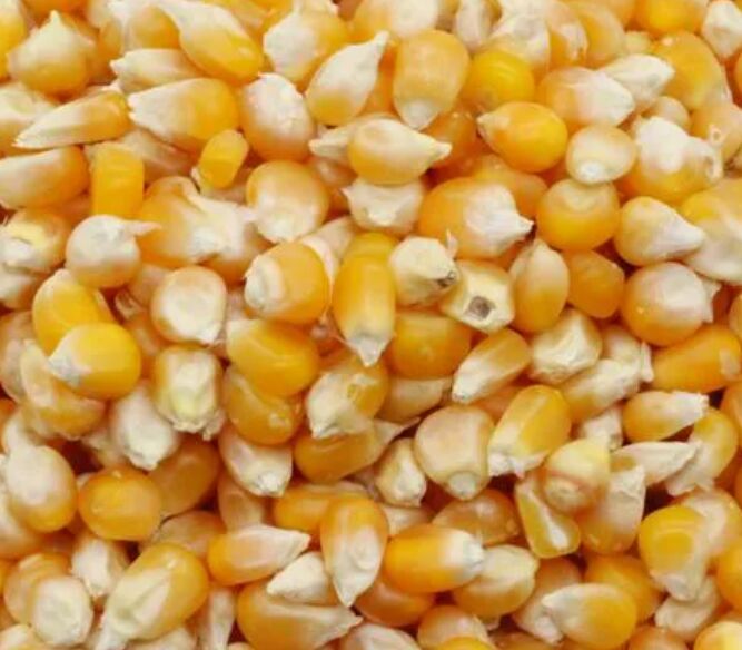 Yellow maize, for Animal Food, Cattle Feed, Human Food, Making Popcorn, Style : Dried, Fresh