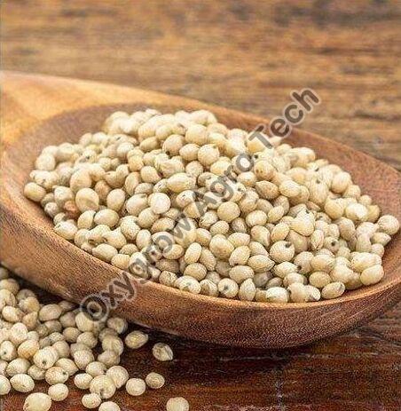 Jowar Seeds, for Cattle Feed, Cooking, Style : Dried