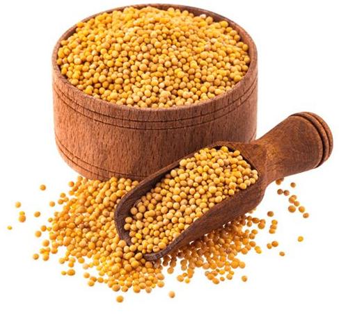 Granules yellow mustard seeds, Packaging Type : Plastic Packet