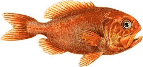 Orange Roughy FISH