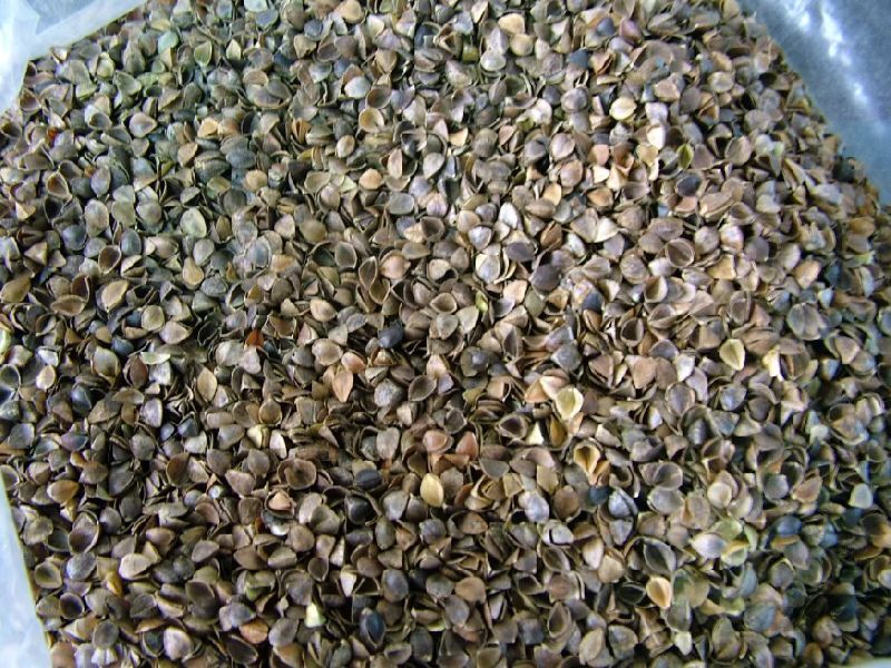 Buckwheat Husk
