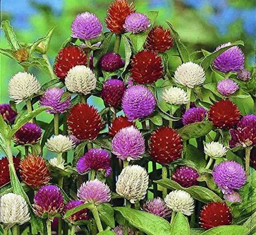 Multicolor Organic Flower Seeds, for Gardening, Feature : Purity