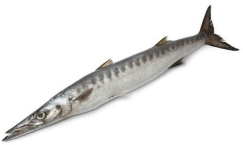 Sheela Fish, for Human Consumption, Style : Fresh