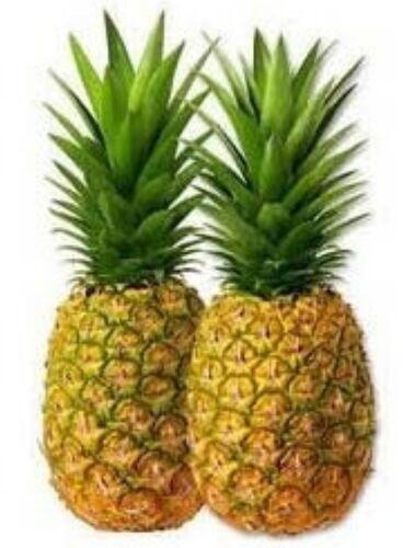 Natural Pineapple, Packaging Type : Plastic bags, box, Packets