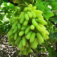 Fresh Super Sonaka Green Grapes, Shelf Life : 7-10days