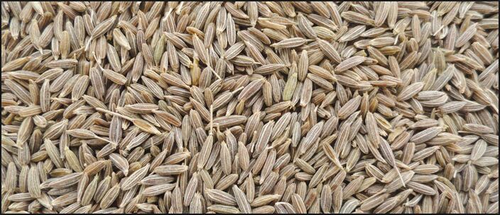 premium cumin seeds