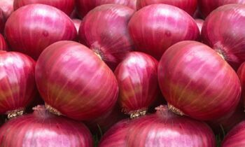 Fresh Red Onion, Packaging Size : 10-100kg