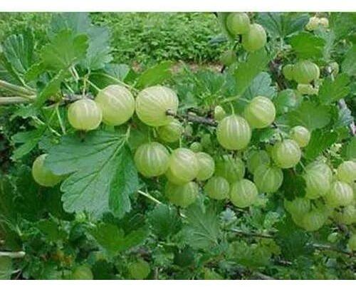 Amla Fruit Plant, Color : Green