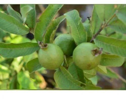 Guava Plant, Color : Green