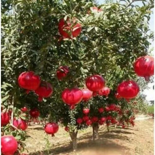Pomegranate Plant, Variety : hybrid