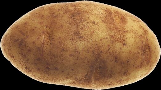 Oval Organic fresh potato, for Cooking, Feature : Healthy, Mild Flavor, Non Harmul