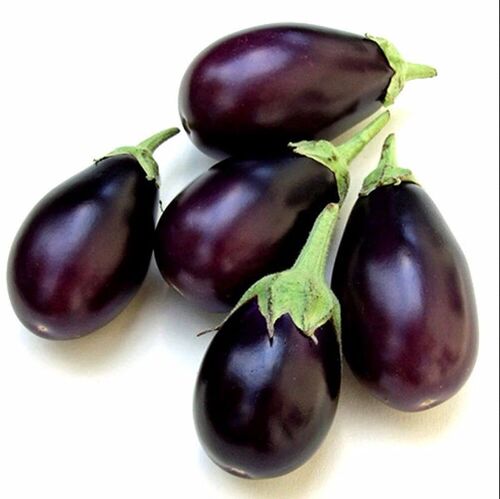 Fresh Purple Brinjal