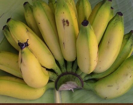 Organic Karpooravalli Banana