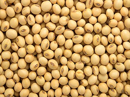 Organic soybean seeds, for Animal Feed, Beverage Drinks, Feature : High Nutritional Value, Low Moisture