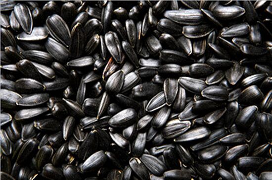 Organic sunflower seeds, for Agriculture, Cooking, Style : Natural