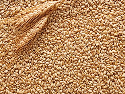 Common Wheat Seeds, for Beverage, Food, Style : Dried