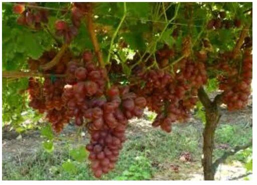 Ssbiotec Red Globe Grapes