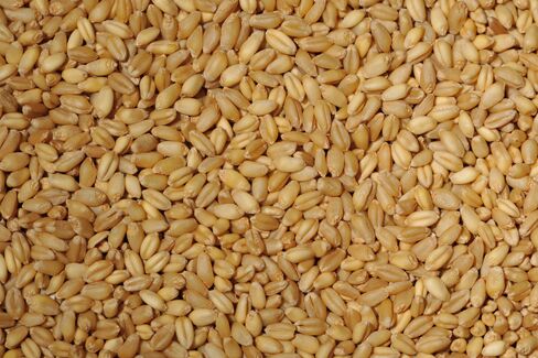 Organic Bansi Wheat, for Bakery Products, Cooking, Packaging Type : Gunny Bag, Jute Bag