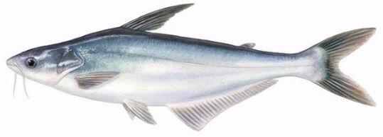 Silver Pangasius Fish, for Cooking, Food, Feature : High nutritional value, Rich taste