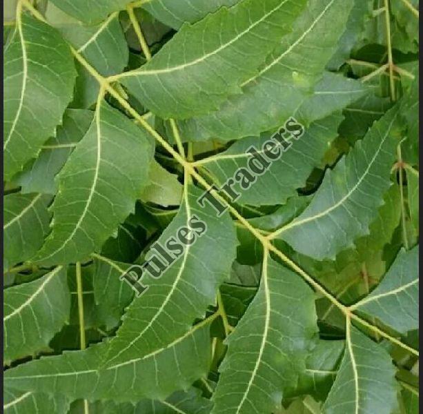 Neem Leaves, for Cosmetic, Medicine, Form : Leaf