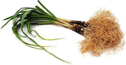 Organic Fresh Garlic Root, for Cooking, Feature : Gluten Free, Moisture Proof