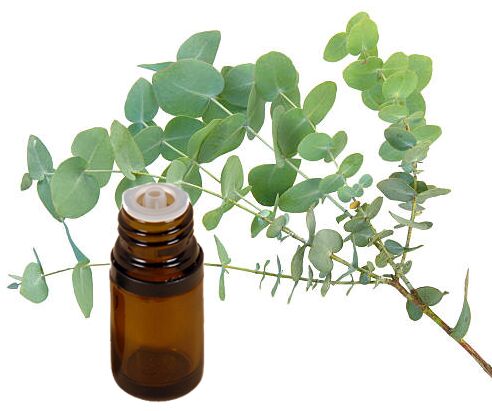 Pure Eucalyptus Oil, for Fever, Stomach Issue, Form : Liquid
