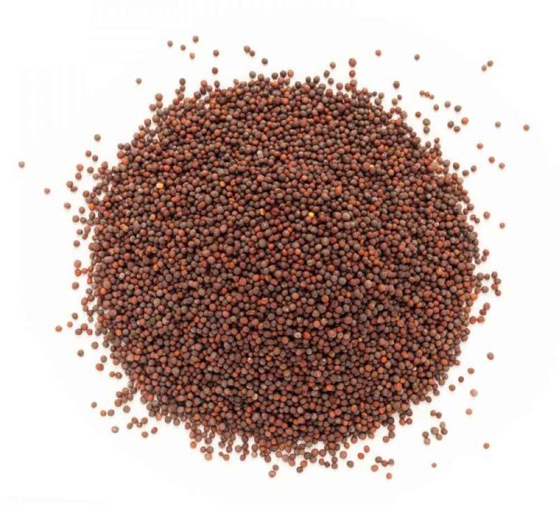 Natural Brown Mustard Seed, for Cooking, Spices, Food Medicine, Cosmetics, Form : Granules