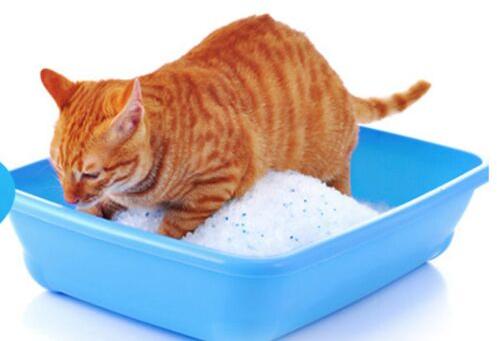 Cat litter, Packaging Type : 5kg or 6kg pouch