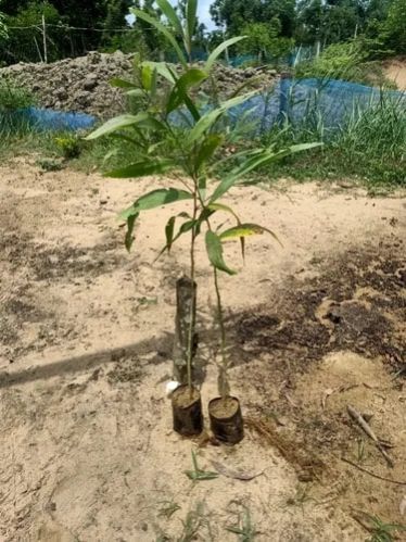 Acacia Plant