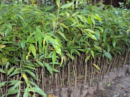 Natural Agarwood Plant, Color : Green