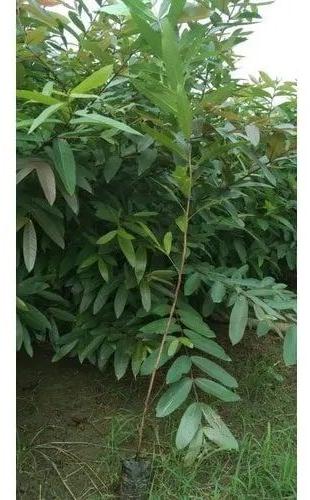 Arjuna Plant, for Plantation, Color : Green