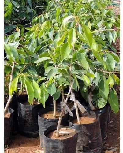 Natural Black Plum Plant, for Fruits Use, Length : 1-2 Feet