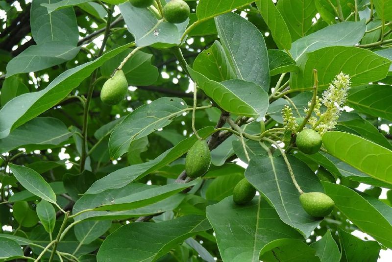 Haritaki Plant