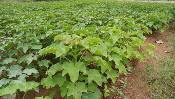 Natural Jatropha Plant, for Agriculture, Medicinal, Feature : Hybrid