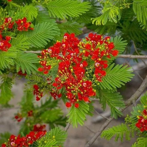 Krishnachura Plant