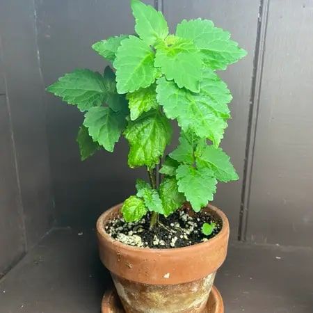 Natural Patchouli Plant, for Plantation, Age Group : 1-2Yrs