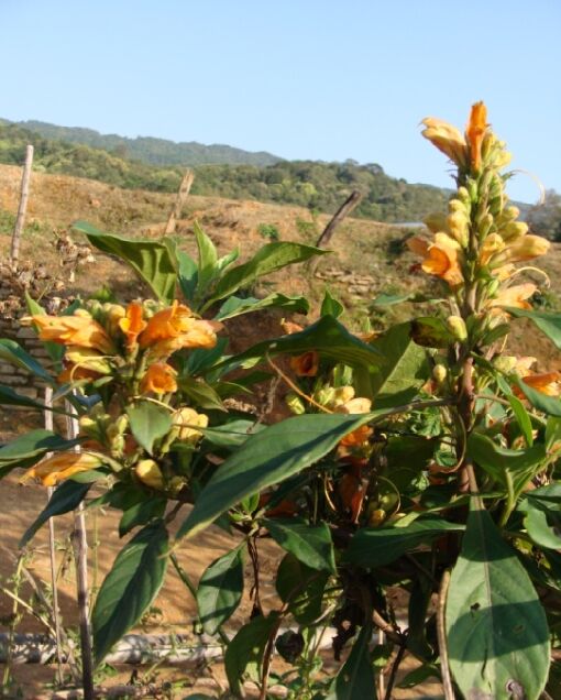 Phlogacanthus Thyrsiformis Plant