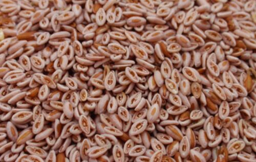 Organic Natural Psyllium Seeds, Color : Brown