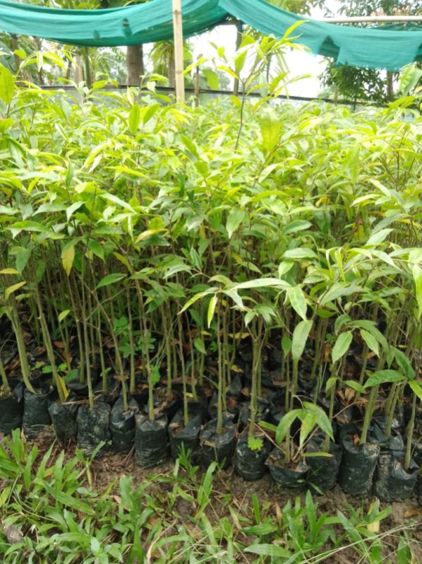 Green Organic Agarwood Plant, Feature : Excellent Quality, Free From Insects