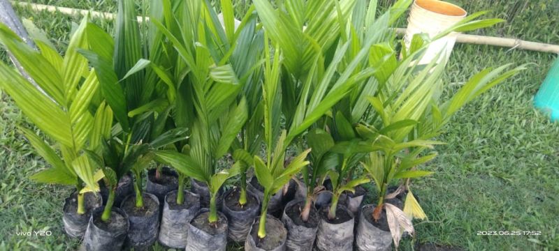 Green Arecanut Plant, for Plantation, Packaging Type : Vacuum Bag