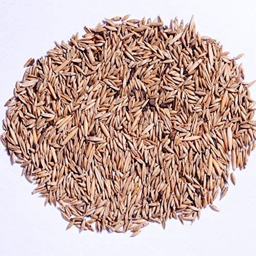 Organic Bamboo Seeds, Packaging Type : Plastic Packets