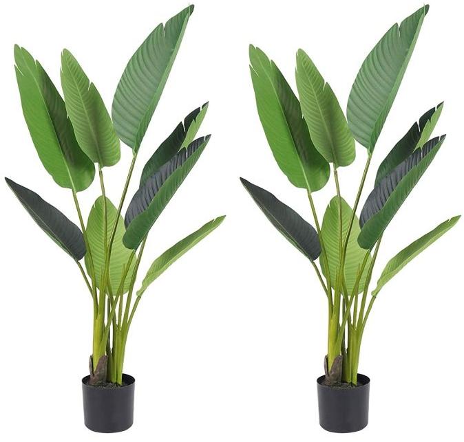 Organic Banana Plant, Packaging Type : Plastic Bag