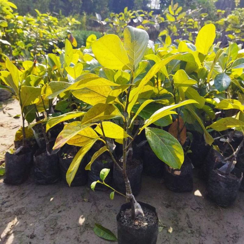 Jackfruit Plant
